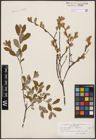 Foto von Salix aurita L. x Salix repens L.